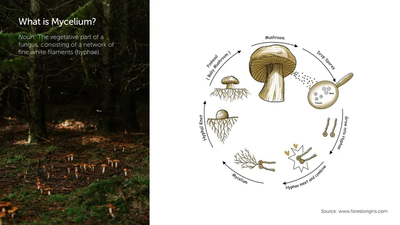 Mushroom mycelium as a promising future source of protein - WUR